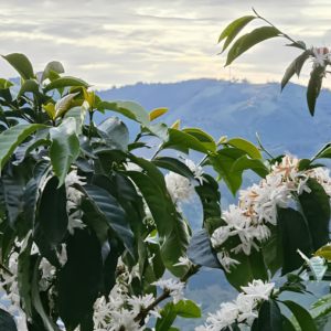 Honduras La Flor