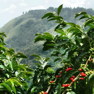 Kenya Blue Mountain