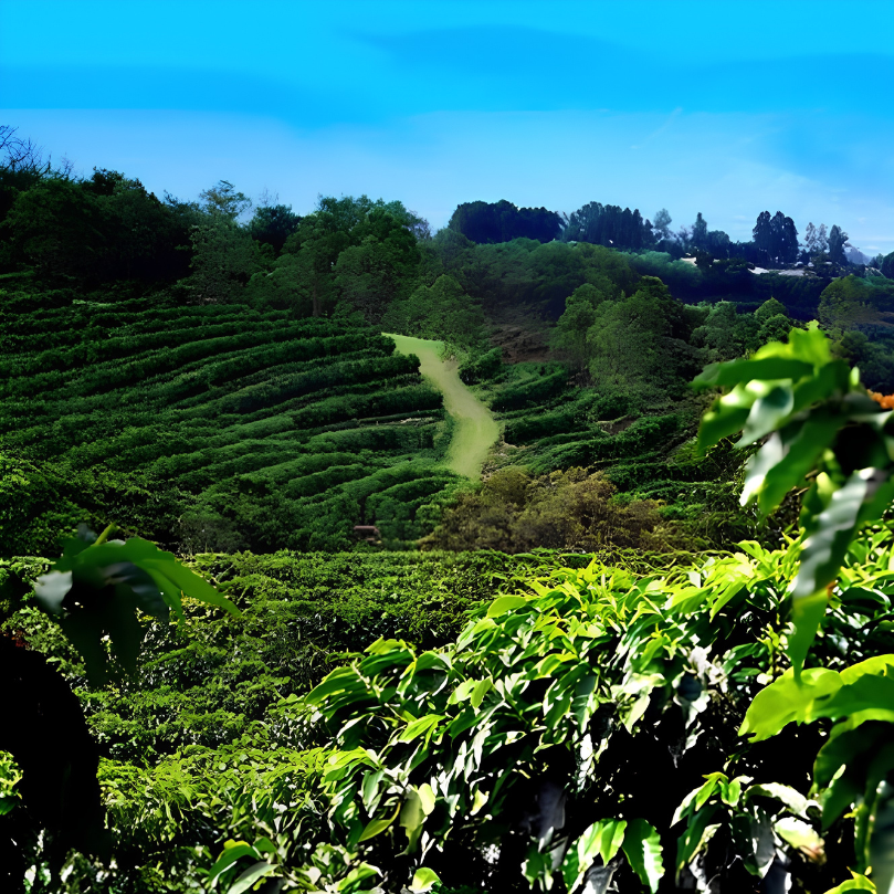 Sumatran Mandheling