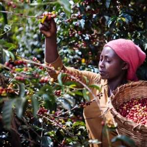 Ethiopian Limu