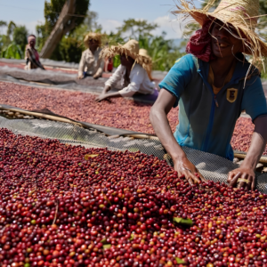 Ethiopian Yirgacheffe