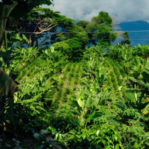 Colombian El Eden