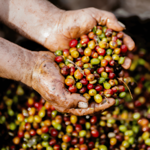 Colombian Rich Roast
