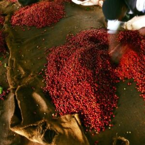 Ethiopian Djimma