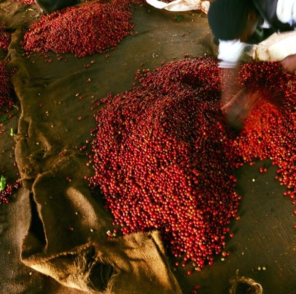 Ethiopian Djimma